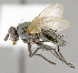  ( - CNC617849)  @13 [ ] No Rights Reserved (2017) Unspecified Canadian National Collection of Insects, Arachnids and Nematodes