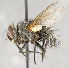  (Platymya - CNC618734)  @14 [ ] No Rights Reserved (2017) Unspecified Canadian National Collection of Insects, Arachnids and Nematodes