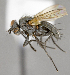  ( - CNC618750)  @13 [ ] No Rights Reserved (2021) Unspecified Canadian National Collection of Insects, Arachnids and Nematodes