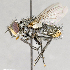  ( - CNC618761)  @12 [ ] No Rights Reserved (2017) Unspecified Canadian National Collection of Insects, Arachnids and Nematodes