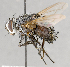  ( - CNC619741)  @11 [ ] No Rights Reserved (2017) Unspecified Canadian National Collection of Insects, Arachnids and Nematodes