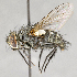  (Eumea - CNC620603)  @15 [ ] No Rights Reserved (2017) Unspecified Canadian National Collection of Insects, Arachnids and Nematodes