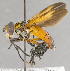  ( - CNC633004)  @14 [ ] No Rights Reserved (2026) Unspecified Canadian National Collection of Insects, Arachnids and Nematodes