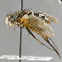  ( - CNC633518)  @13 [ ] No Rights Reserved (2051) Unspecified Canadian National Collection of Insects, Arachnids and Nematodes