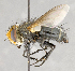  ( - CNC680242)  @11 [ ] No Rights Reserved (2017) Unspecified Canadian National Collection of Insects, Arachnids and Nematodes