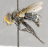  ( - CNC684316)  @11 [ ] No Rights Reserved (2017) Unspecified Canadian National Collection of Insects, Arachnids and Nematodes
