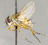  ( - CNC684323)  @11 [ ] No Rights Reserved (2017) Unspecified Canadian National Collection of Insects, Arachnids and Nematodes