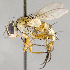  ( - CNC698556)  @11 [ ] No Rights Reserved (2017) Unspecified Canadian National Collection of Insects, Arachnids and Nematodes