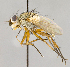  ( - CNC703868)  @13 [ ] No Rights Reserved (2017) Unspecified Canadian National Collection of Insects, Arachnids and Nematodes