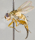  ( - CNC708416)  @11 [ ] No Rights Reserved (2017) Unspecified Canadian National Collection of Insects, Arachnids and Nematodes
