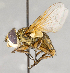  ( - CNC708425)  @13 [ ] No Rights Reserved (2034) Unspecified Canadian National Collection of Insects, Arachnids and Nematodes