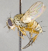  ( - CNC708481)  @11 [ ] No Rights Reserved (2017) Unspecified Canadian National Collection of Insects, Arachnids and Nematodes