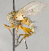  ( - CNC708550)  @12 [ ] No Rights Reserved (2017) Unspecified Canadian National Collection of Insects, Arachnids and Nematodes