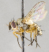  ( - CNC719490)  @12 [ ] No Rights Reserved (2017) Unspecified Canadian National Collection of Insects, Arachnids and Nematodes