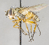  ( - CNC722770)  @13 [ ] No Rights Reserved (2017) Unspecified Canadian National Collection of Insects, Arachnids and Nematodes