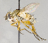  (Siphona sp. Siphona GER1 - CNC739176)  @14 [ ] No Rights Reserved (2017) Unspecified Canadian National Collection of Insects, Arachnids and Nematodes