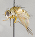  ( - CNC739202)  @11 [ ] No Rights Reserved (2017) Unspecified Canadian National Collection of Insects, Arachnids and Nematodes