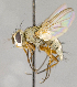  ( - CNC740209)  @14 [ ] No Rights Reserved (2017) Unspecified Canadian National Collection of Insects, Arachnids and Nematodes