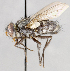  ( - CNC747505)  @11 [ ] No Rights Reserved (2055) Unspecified Canadian National Collection of Insects, Arachnids and Nematodes