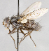 ( - CNC747506)  @11 [ ] No Rights Reserved (2056) Unspecified Canadian National Collection of Insects, Arachnids and Nematodes