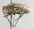  ( - CNC747512)  @14 [ ] No Rights Reserved (2062) Unspecified Canadian National Collection of Insects, Arachnids and Nematodes
