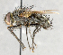  ( - CNC747513)  @13 [ ] No Rights Reserved (2063) Unspecified Canadian National Collection of Insects, Arachnids and Nematodes