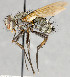  ( - CNC747515)  @11 [ ] No Rights Reserved (2065) Unspecified Canadian National Collection of Insects, Arachnids and Nematodes