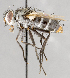  ( - CNC747517)  @11 [ ] No Rights Reserved (2067) Unspecified Canadian National Collection of Insects, Arachnids and Nematodes
