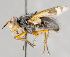  ( - CNC747519)  @13 [ ] No Rights Reserved (2068) Unspecified Canadian National Collection of Insects, Arachnids and Nematodes