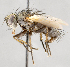  ( - CNC747527)  @11 [ ] No Rights Reserved (2076) Unspecified Canadian National Collection of Insects, Arachnids and Nematodes