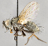  ( - CNC747531)  @14 [ ] No Rights Reserved (2080) Unspecified Canadian National Collection of Insects, Arachnids and Nematodes