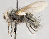  ( - CNC747533)  @13 [ ] No Rights Reserved (2082) Unspecified Canadian National Collection of Insects, Arachnids and Nematodes