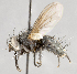  ( - CNC747535)  @13 [ ] No Rights Reserved (2084) Unspecified Canadian National Collection of Insects, Arachnids and Nematodes