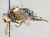  ( - CNC747543)  @11 [ ] No Rights Reserved (2092) Unspecified Canadian National Collection of Insects, Arachnids and Nematodes