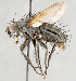  ( - CNC747545)  @11 [ ] No Rights Reserved (2094) Unspecified Canadian National Collection of Insects, Arachnids and Nematodes