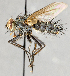  ( - CNC747564)  @14 [ ] No Rights Reserved (2107) Unspecified Canadian National Collection of Insects, Arachnids and Nematodes