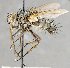  ( - CNC747565)  @13 [ ] No Rights Reserved (2108) Unspecified Canadian National Collection of Insects, Arachnids and Nematodes