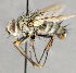  ( - CNC747566)  @11 [ ] No Rights Reserved (2109) Unspecified Canadian National Collection of Insects, Arachnids and Nematodes