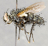  ( - CNC747574)  @11 [ ] No Rights Reserved (2043) Unspecified Canadian National Collection of Insects, Arachnids and Nematodes