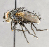  ( - CNC747577)  @11 [ ] No Rights Reserved (2046) Unspecified Canadian National Collection of Insects, Arachnids and Nematodes
