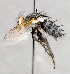  ( - CNC747581)  @11 [ ] No Rights Reserved (2050) Unspecified Canadian National Collection of Insects, Arachnids and Nematodes