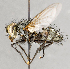  ( - CNC747592)  @11 [ ] No Rights Reserved (2060) Unspecified Canadian National Collection of Insects, Arachnids and Nematodes