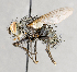  ( - CNC747593)  @11 [ ] No Rights Reserved (2061) Unspecified Canadian National Collection of Insects, Arachnids and Nematodes