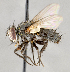  ( - CNC747652)  @11 [ ] No Rights Reserved (2064) Unspecified Canadian National Collection of Insects, Arachnids and Nematodes
