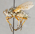  ( - CNC748124)  @13 [ ] No Rights Reserved (2068) Unspecified Canadian National Collection of Insects, Arachnids and Nematodes