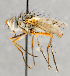  ( - CNC748126)  @13 [ ] No Rights Reserved (2070) Unspecified Canadian National Collection of Insects, Arachnids and Nematodes