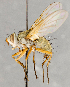  ( - CNC748127)  @14 [ ] No Rights Reserved (2071) Unspecified Canadian National Collection of Insects, Arachnids and Nematodes