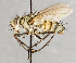  (Cryptomeigenia elegans - CNC748129)  @11 [ ] No Rights Reserved (2073) Unspecified Canadian National Collection of Insects, Arachnids and Nematodes