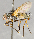  ( - CNC748130)  @13 [ ] No Rights Reserved (2074) Unspecified Canadian National Collection of Insects, Arachnids and Nematodes