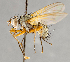  ( - CNC748132)  @13 [ ] No Rights Reserved (2076) Unspecified Canadian National Collection of Insects, Arachnids and Nematodes
